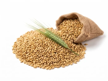 Jau (Barley) grains (पूजन जौ) | Pujan Jau | Puja Jau - 100gm