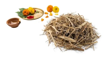 Original Kush (Darbha) for Rituals & Festivals (20g)